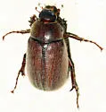 Phyllophaga crenulata - photo 2