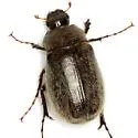Phyllophaga crenulata - photo 3