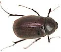 Phyllophaga crenulata - photo 4