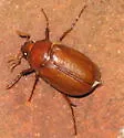 Phyllophaga crinita - photo 2