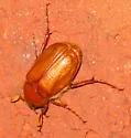 Phyllophaga crinita - photo 3
