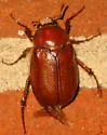Phyllophaga crinita - photo 4