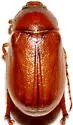 Phyllophaga crinita - photo 5