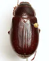 Phyllophaga curialis - Phyllophaga curialis