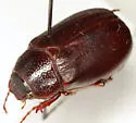 Phyllophaga curialis - photo 2