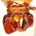 Phyllophaga curialis - photo 4