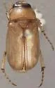 Phyllophaga debilis