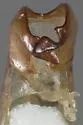 Phyllophaga debilis - photo 2