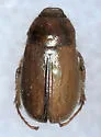 Phyllophaga dentex - photo 2