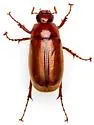 Phyllophaga dentex - photo 3