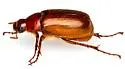 Phyllophaga dentex - photo 4