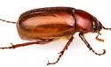 Phyllophaga dentex - photo 5