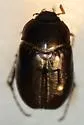 Phyllophaga drakii - photo 3