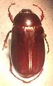 Phyllophaga drakii - photo 4