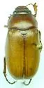 Phyllophaga ephilida - Phyllophaga ephilida