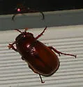 Phyllophaga ephilida - photo 2