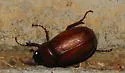 Phyllophaga ephilida - photo 3