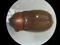 Phyllophaga ephilida - photo 4
