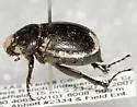 Phyllophaga epigaea - photo 2