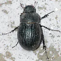 Phyllophaga epigaea - photo 3