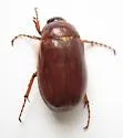 Phyllophaga errans - Phyllophaga errans