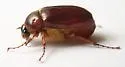 Phyllophaga errans - photo 2