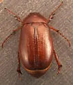 Phyllophaga errans - photo 4