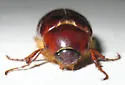 Phyllophaga errans - photo 5