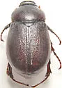 Phyllophaga farcta - photo 2