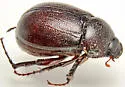 Phyllophaga farcta - photo 3