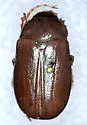 Phyllophaga fervida - Phyllophaga fervida