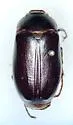 Phyllophaga fervida - photo 2