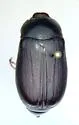 Phyllophaga fervida - photo 3