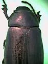 Phyllophaga floridana