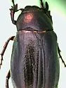 Phyllophaga floridana - photo 5