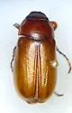 Phyllophaga forbesi - Phyllophaga forbesi
