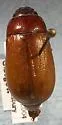 Phyllophaga forbesi - photo 4
