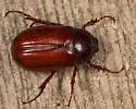Phyllophaga forsteri - photo 2