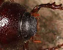 Phyllophaga forsteri - photo 3