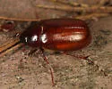 Phyllophaga forsteri - photo 4