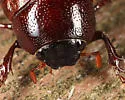 Phyllophaga forsteri - photo 5