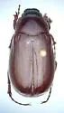 Phyllophaga fraterna