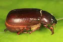Phyllophaga fraterna - photo 2