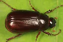 Phyllophaga fraterna - photo 3