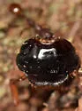 Phyllophaga fraterna - photo 4
