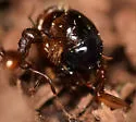 Phyllophaga fraterna - photo 5