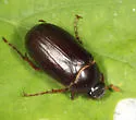 Northern June Beetle - photo 2