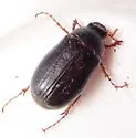 Northern June Beetle - photo 3
