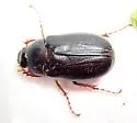 Northern June Beetle - photo 4