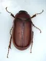 Lesser June Beetle - photo 2